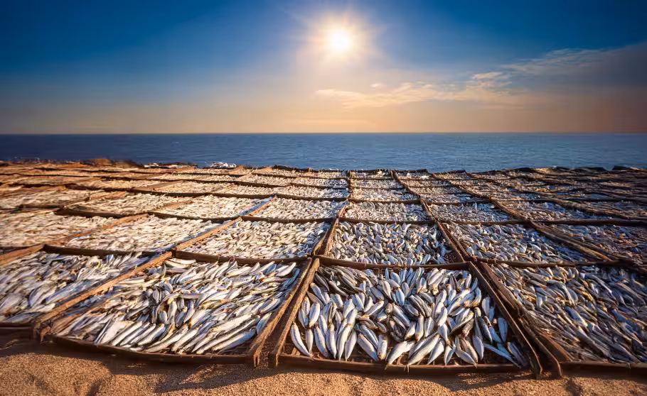 drying anchovies under sun